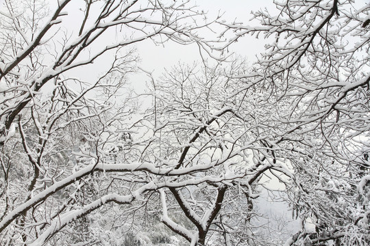 雪樹(shù)