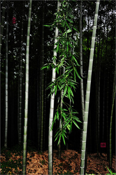 蜀南竹海