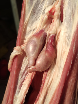 羊肉羊?qū)? style=