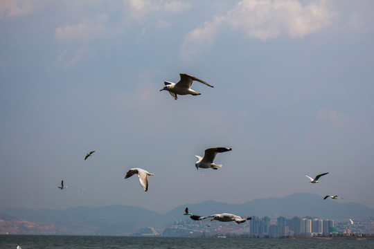 大理洱海飛翔的海鷗