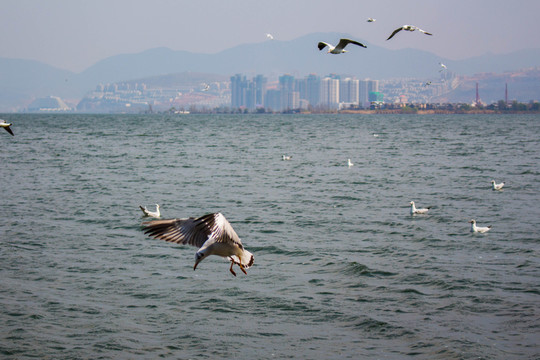 大理洱海飛翔的海鷗