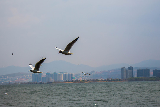 大理洱海飛翔的海鷗