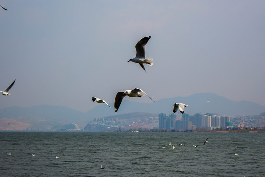 大理洱海飛翔的海鷗