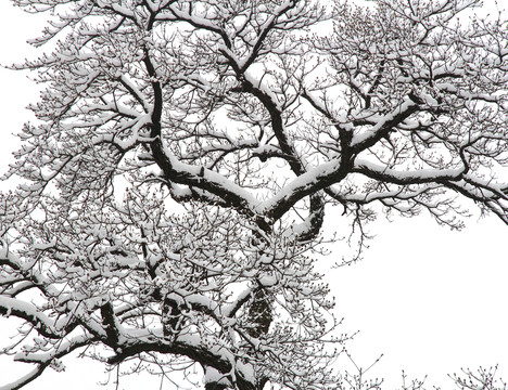 雪樹