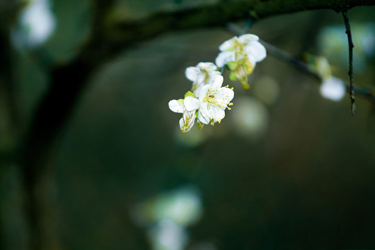 梅花香自苦寒來