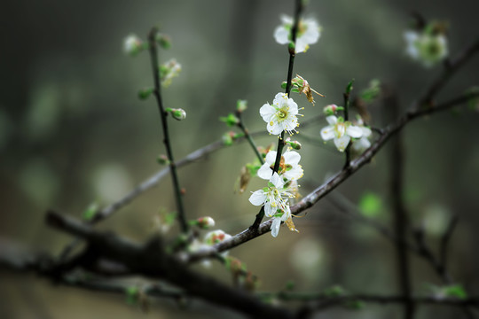梅花香自苦寒來(lái)