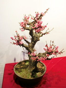 梅花盆景