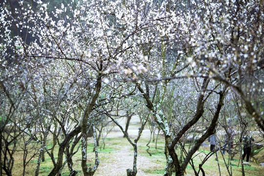 梅花香自苦寒來(lái)