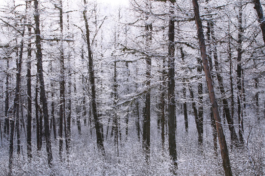 林海雪原松林