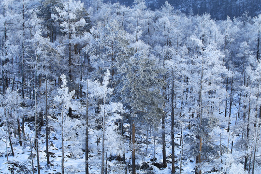 雪林