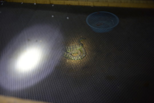 菜花蛇特色養(yǎng)殖