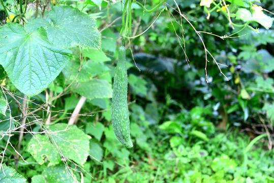 菜園