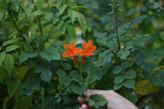 花