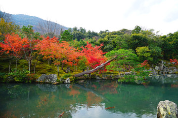 秋天 紅楓葉