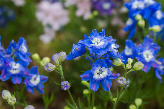美麗的藍(lán)花