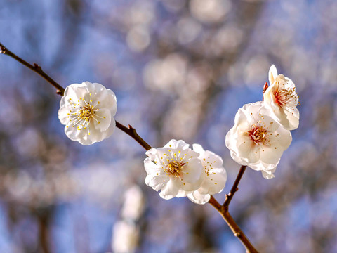 櫻花特寫 春天櫻花盛開(kāi)