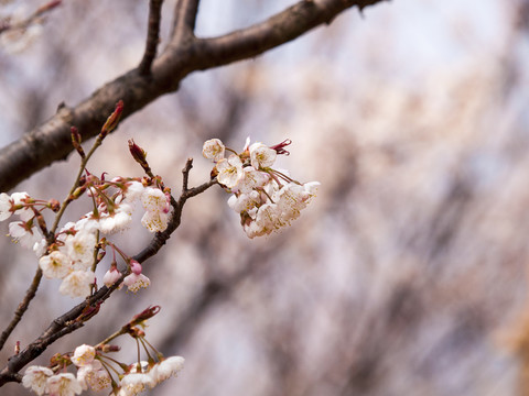 櫻桃花開