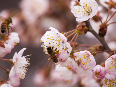 櫻桃花開