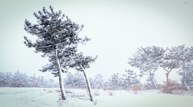 雪景