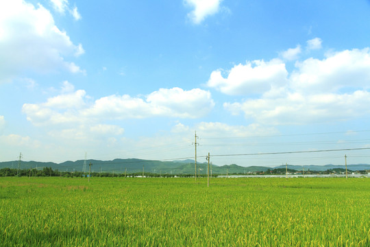 稻田