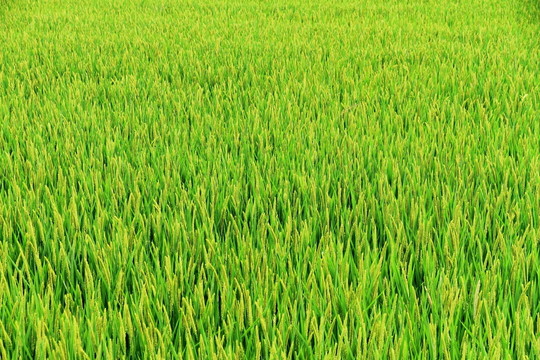 水稻
