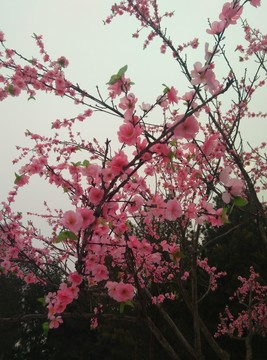 西安 大雁塔 商務  花