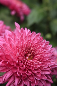 紫色菊花