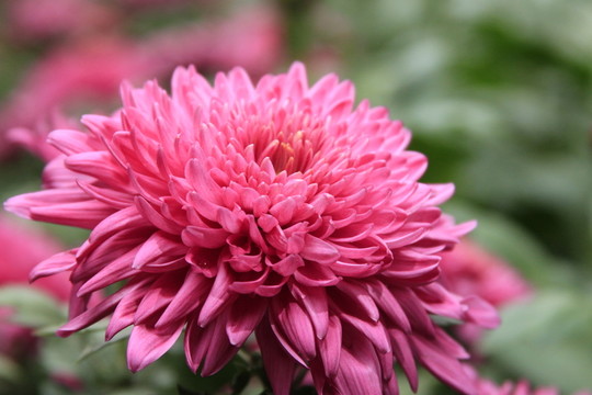紅色菊花