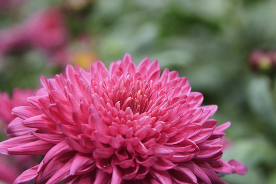 紅色菊花