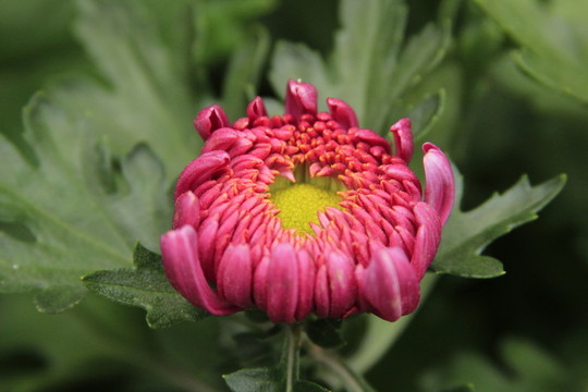 紅色菊花
