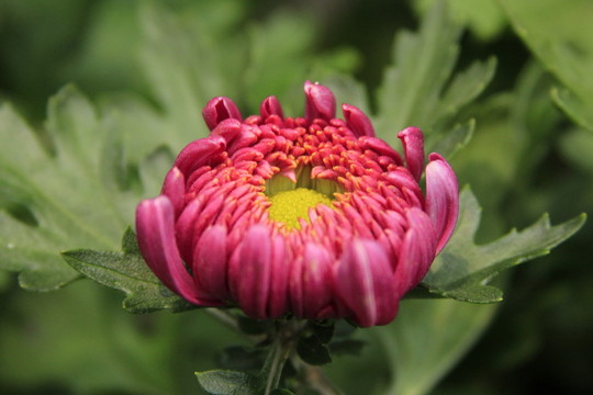 紅色菊花