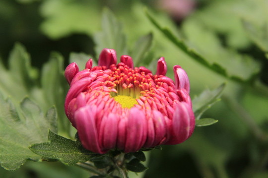 紅色菊花