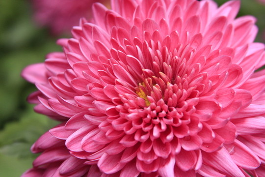 紅色菊花