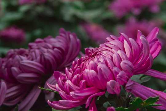 紅色菊花