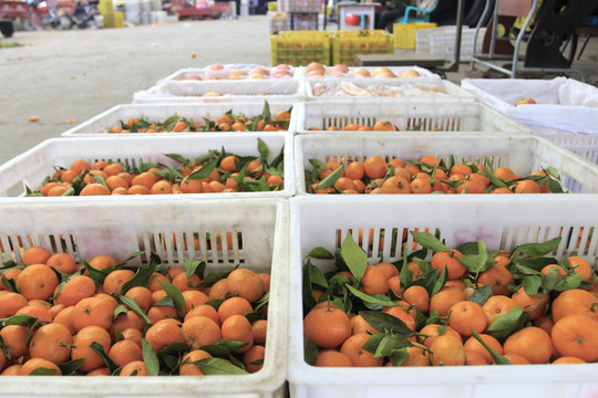 水果市场 橘子