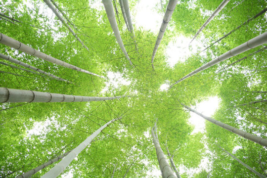 竹林竹子云棲竹徑小路