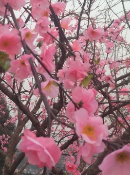 西安 大雁塔 商務(wù)  花