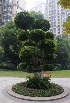 小葉榕園藝造型