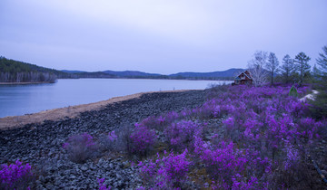 杜鵑花海
