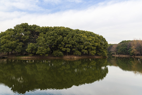 河流樹林