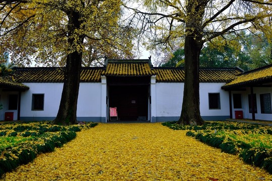 史可法紀(jì)念館的銀杏