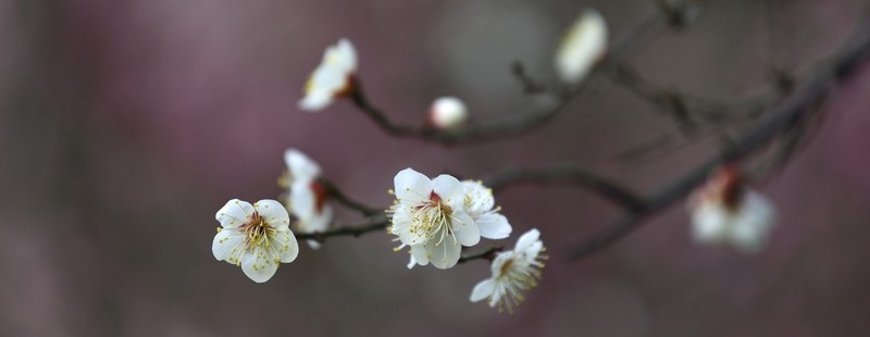 春梅
