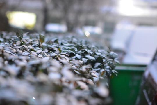 雪