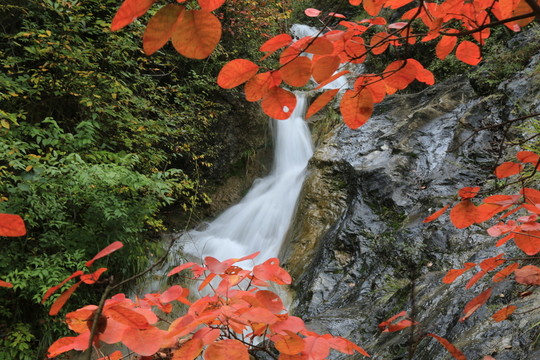 紅葉