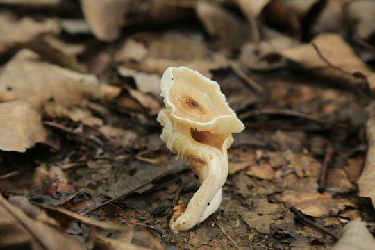 野生菌