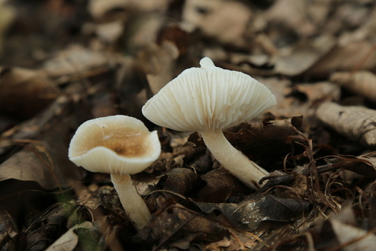 野生菌