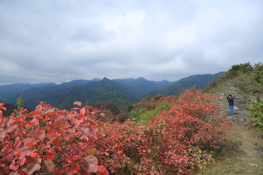 紅葉