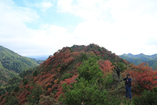 紅葉