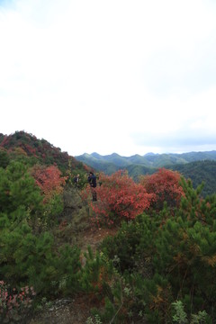 紅葉