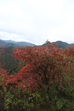 紅葉